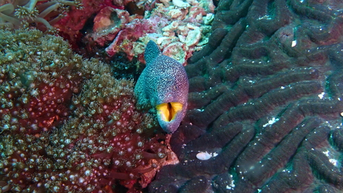 Sterrenmurene (Gymnothorax nudivomer) — Muraenidae — 5
