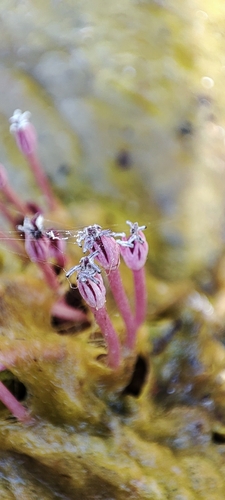 Marathrum rubrum (Marathrum rubrum)