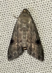 Abablemma brimleyana