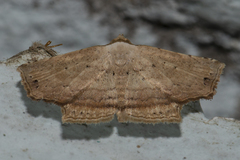 Phalacra