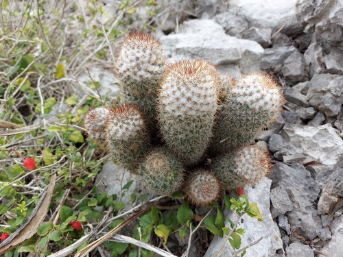 Mammillaria columbiana