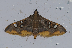 Prophantis adusta