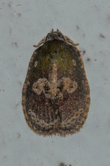 Cnesteboda celligera