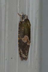 Cnesteboda celligera