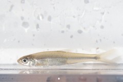 Notropis volucellus