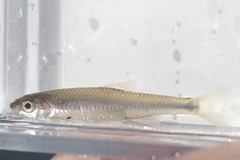 Notropis volucellus