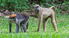Udzungwa Red Colobus photo 4