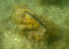 Pinna bicolor