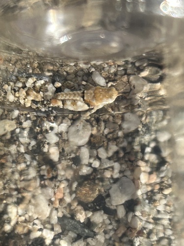 iNaturalist observation photo of Cream Grasshopper