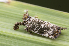 Elasmoscelis perforata