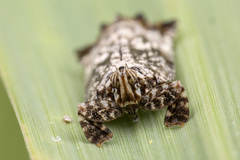 Elasmoscelis perforata