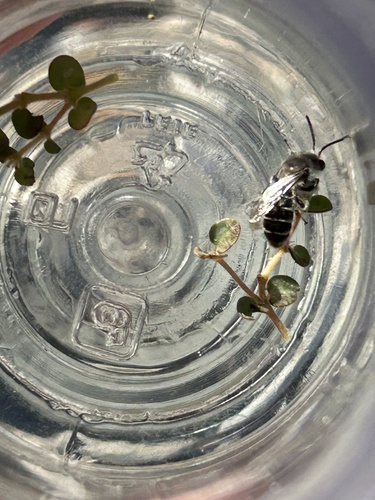 iNaturalist observation photo of Mining Bees