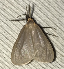 Pagara simplex