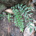 Blechnum molle - Photo (c) Katy Johns, μερικά δικαιώματα διατηρούνται (CC BY-NC), uploaded by Katy Johns