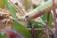 Worm Pipefish photo 2