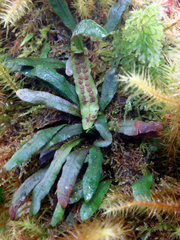 Oreogrammitis cheesemanii