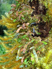 Oreogrammitis cheesemanii