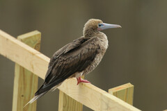Red-Footed Booby photo 2