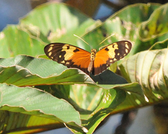 Heliconius hecale melicerta