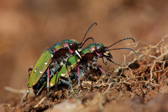 Green Tiger Beetle - Photo (c) Erland Refling Nielsen, some rights reserved (CC BY-NC)