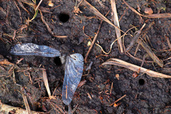 Cicindela campestris