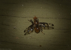 Loxoneuroides varipennis