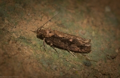 Erythrobapta haemalea