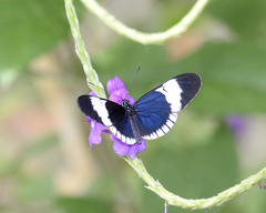 Heliconius sapho sapho