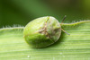 Thistle Tortoise Beetle - Photo (c) Pete McGregor, some rights reserved (CC BY-NC-ND), uploaded by Pete McGregor