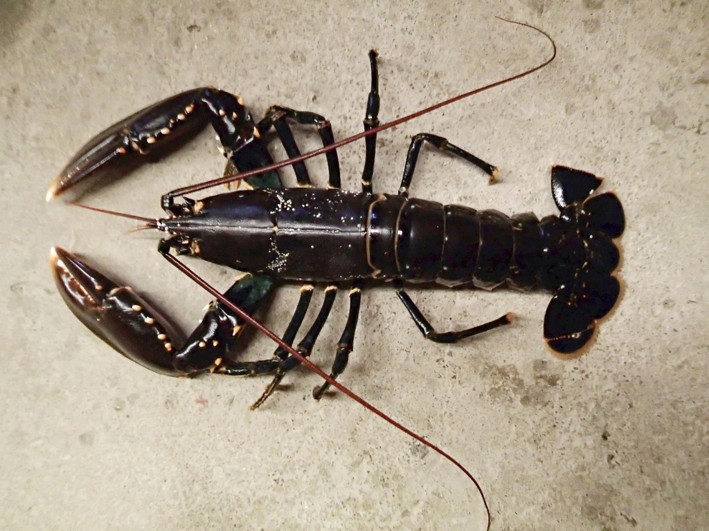 Photo of European lobster (Homarus gammarus)