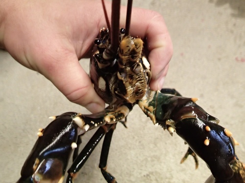 Photo of European lobster (Homarus gammarus)