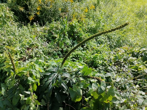 Наблюдение на iNaturalist