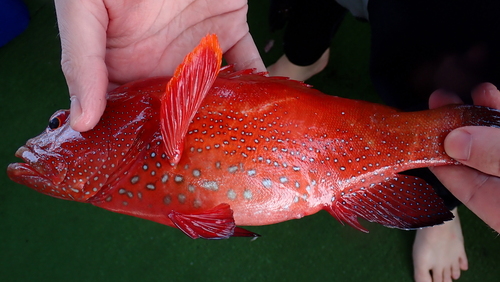 Yellowfin hind (Cephalopholis hemistiktos) — Serranidae — 2