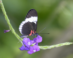 Heliconius sapho sapho