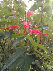 Salvia sessei
