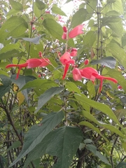 Salvia sessei