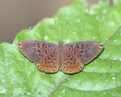 Metacharis victrix