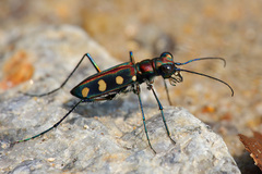 Cicindelina