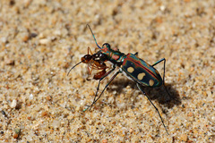 Cicindelina
