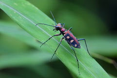 Cicindelina