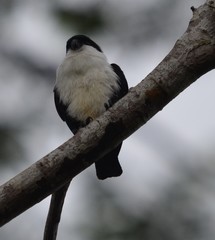 Microhierax erythrogenys