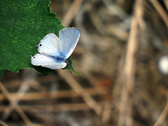 Catochrysops panormus exiguus