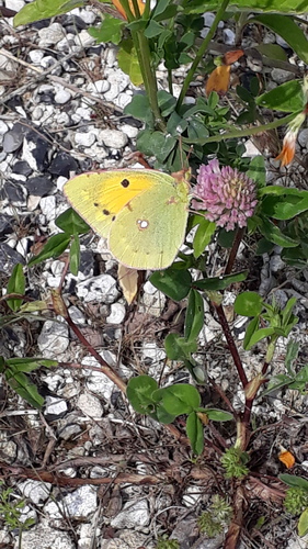Clouded Yellow, Sint Pieter, Maastricht, Nederland, photo 9 of 10