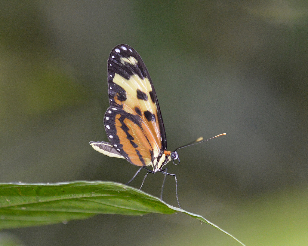 Menapis Tigerwing