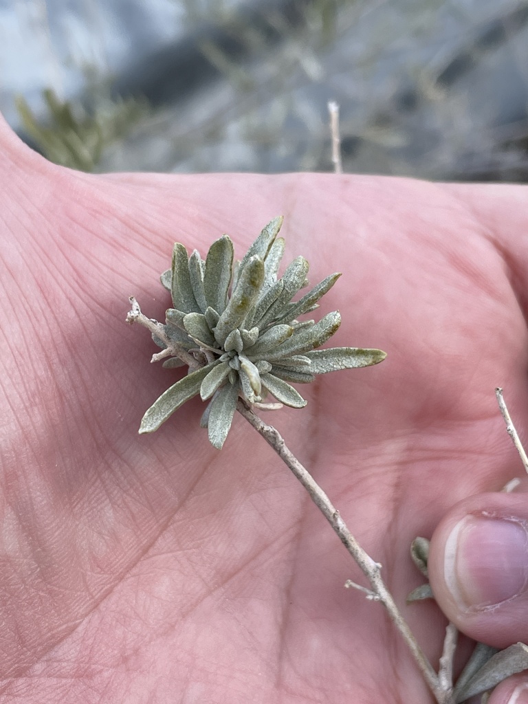 Ophiomyia atriplicis