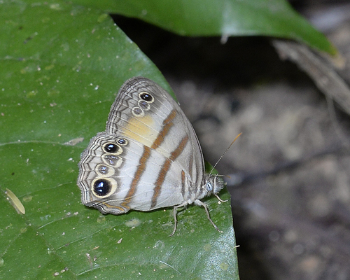 Cissia confusa