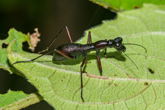 Tricondyla tuberculata