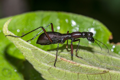 Tricondyla tuberculata
