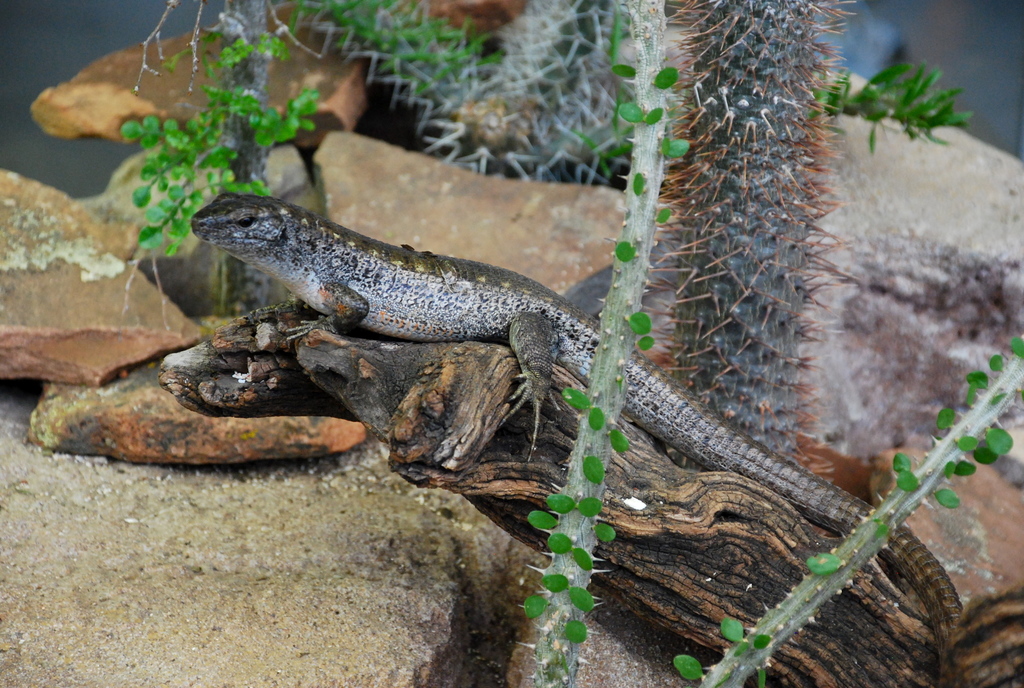Zonosaurus