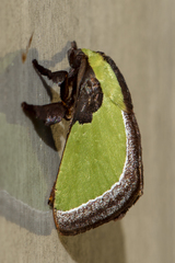 Melinaria pseudorepanda